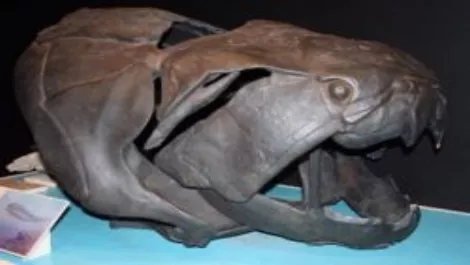 250px dunkleosteus skull qm email