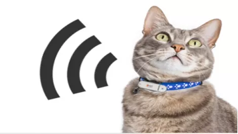 Pet fi