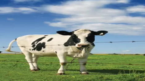 Cowpic