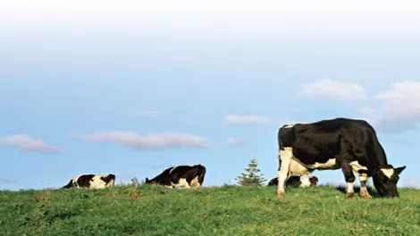 Cows
