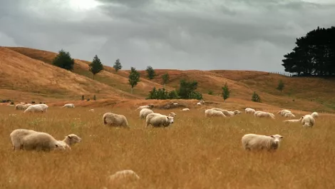 Ruralnz1