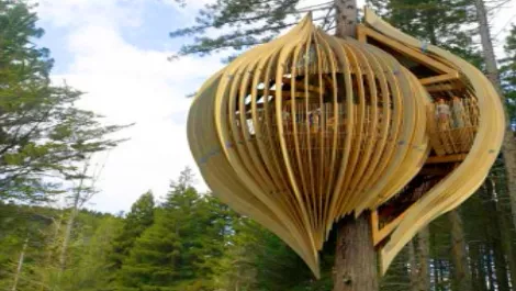 Treehouse edit