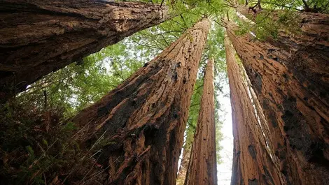 Redwoods could outperform pine as carbon forests
