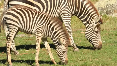 Christchurch's Orana Wildlife Park could get $1 million grant from ratepayer funds